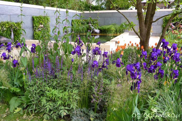 Rośliny okrywowe do irysów