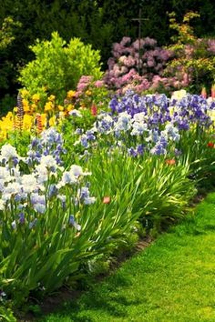 Rośliny towarzyszące irysom w ogrodzie