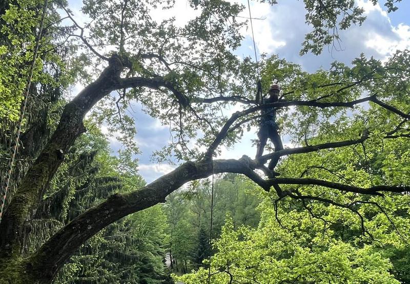 Wywóz gałęzi w Poznaniu