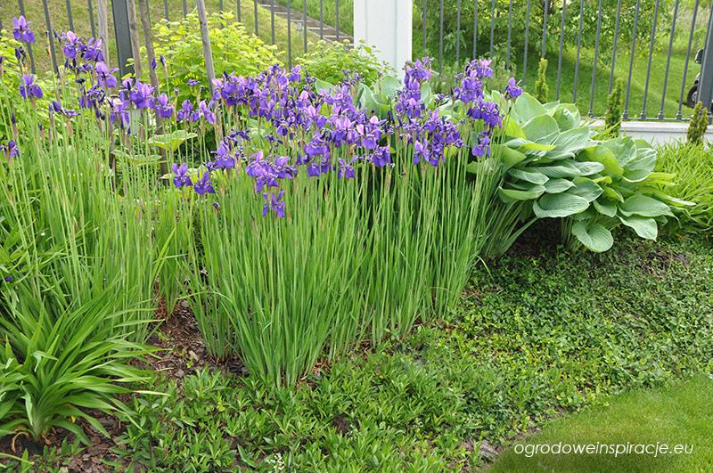 Zioła i irysy w ogrodzie