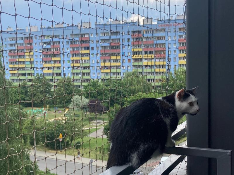 Bezpieczeństwo dzieci i zwierząt na balkonie