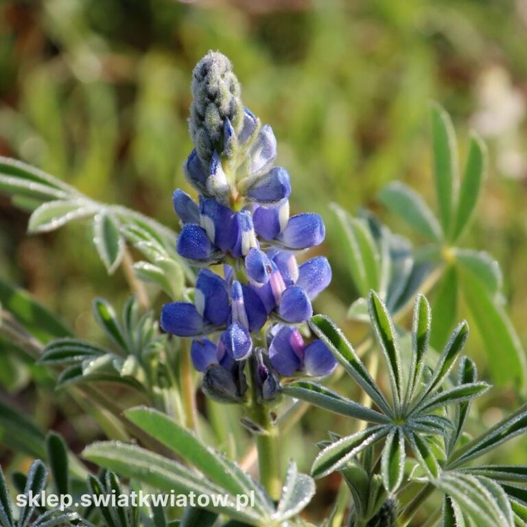 Jaką zaprawę wybrać do uprawy łubinu?