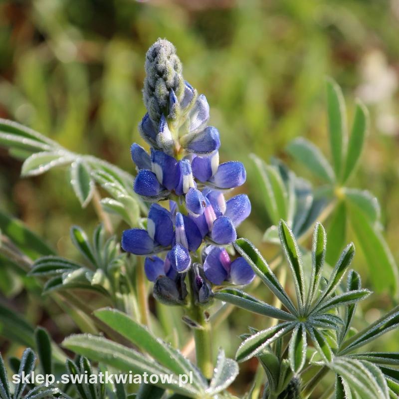 Jaką zaprawę wybrać do uprawy łubinu?