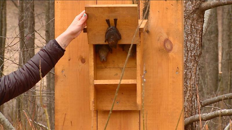 Budowa domku dla nietoperzy krok po kroku