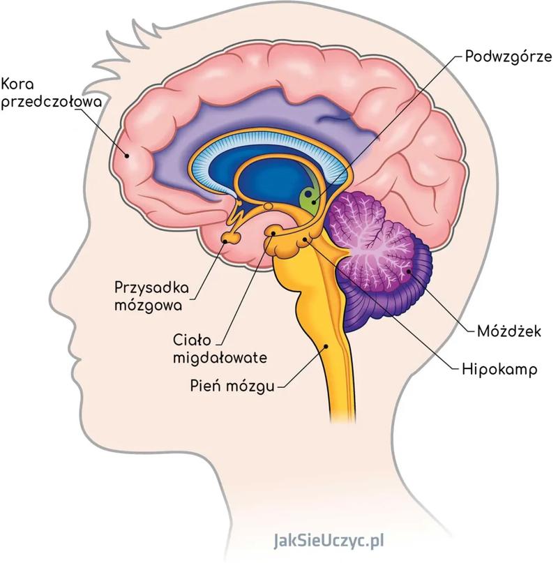 Budowa mózgu człowieka