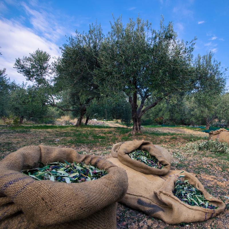Integracja domu z otoczeniem i kontekstem lokalnym