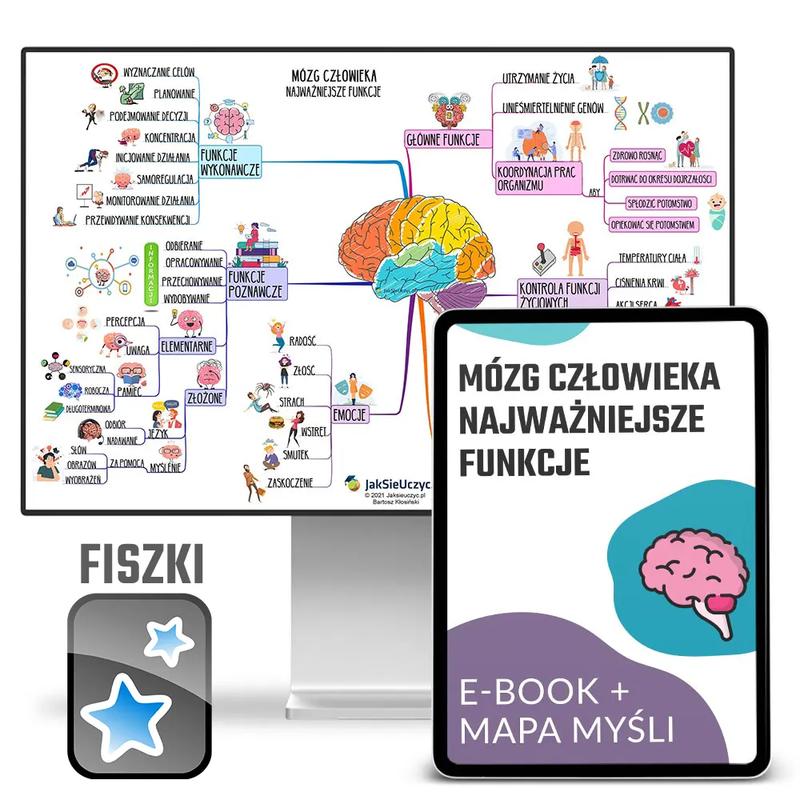 Neuroanatomia i funkcje struktur mózgu