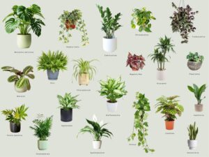 Jakie rośliny wybrać do doniczek, aby zachwycały swoim wyglądem?