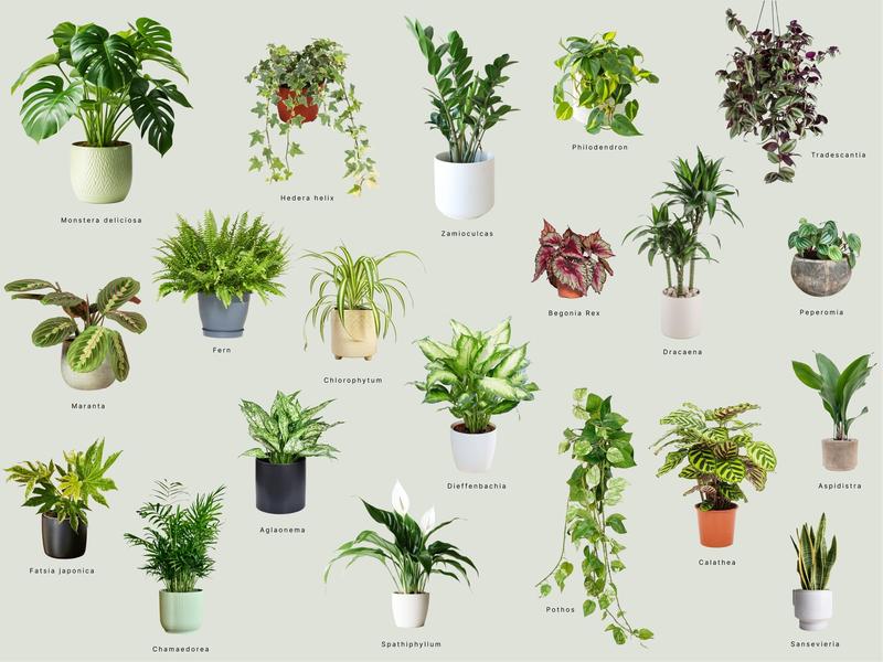 Jakie rośliny wybrać do doniczek, aby zachwycały swoim wyglądem?