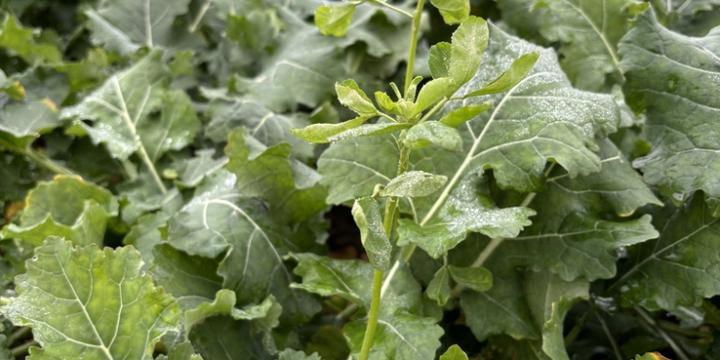 Rośliny towarzyszące ziemniakom