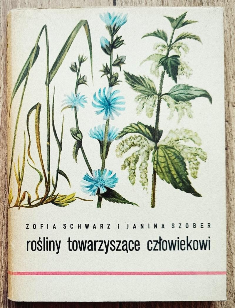 Zioła obok ziemniaków