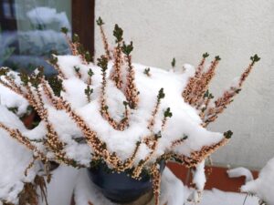 Jak skutecznie dbać o wrzosy zimą w ogrodzie?