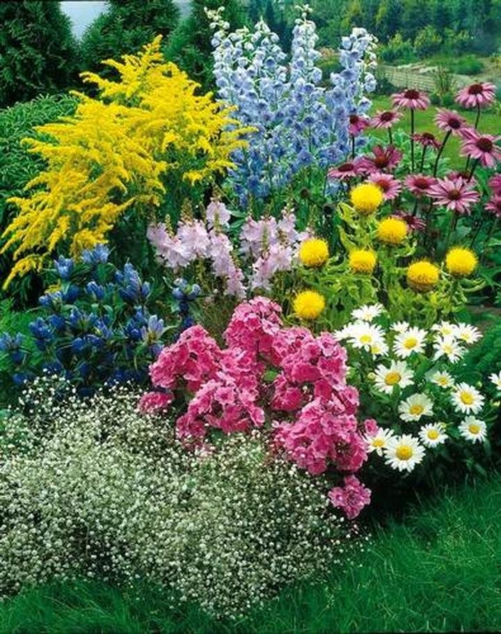 Rośliny do cienia i ubogiej gleby