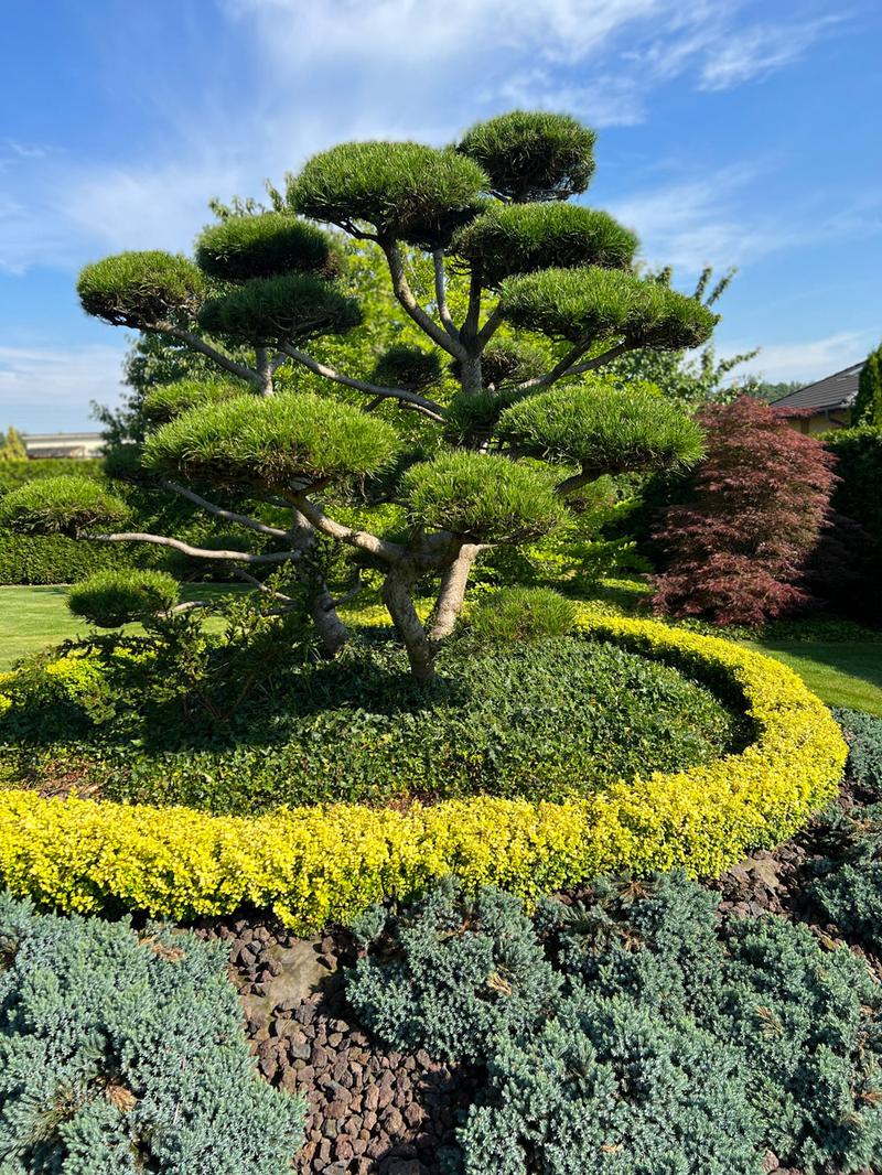 Rośliny do ogrodzenia