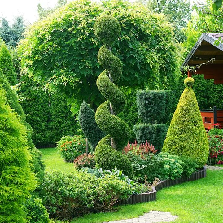 Rośliny osłaniające od wzroku