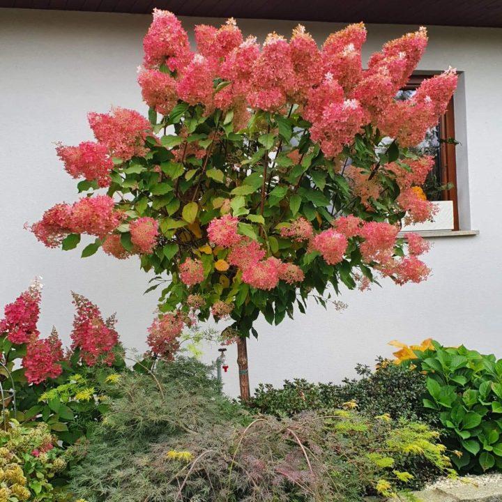 Rośliny tłumiące hałas przy ogrodzeniu