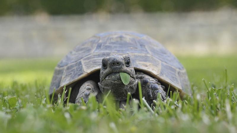 Wymagania hodowli żółwia