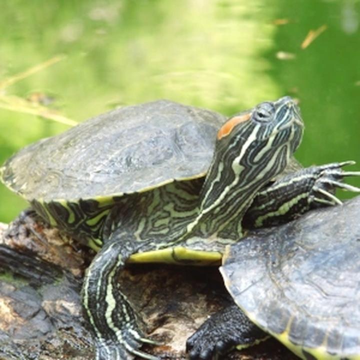 Żółw jako zwierzę domowe