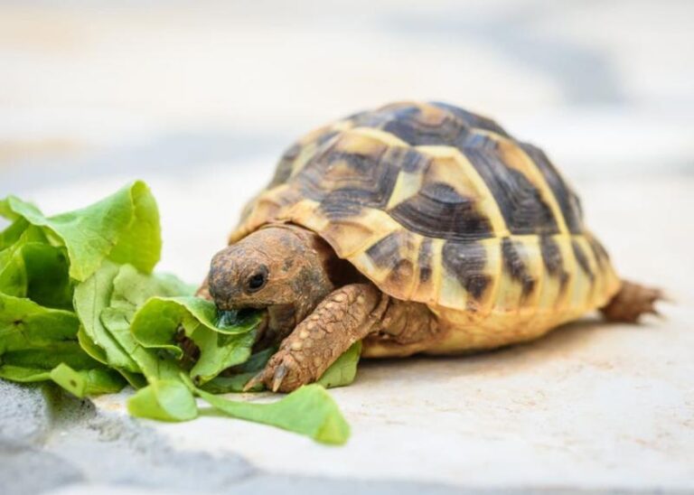 Czy można mieć żółwia w domu? Oto, co powinieneś wiedzieć przed podjęciem decyzji
