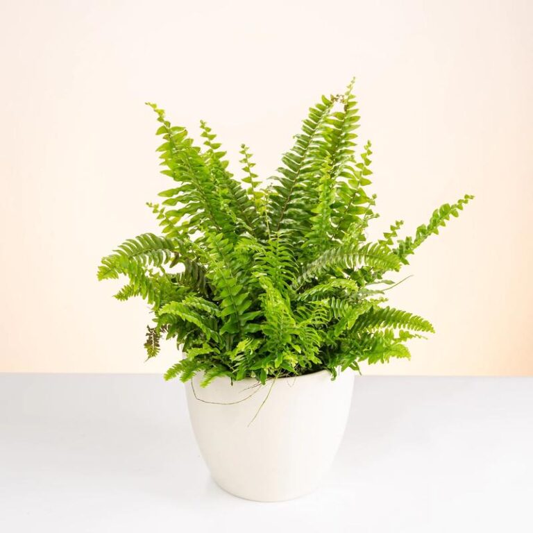 Jak pielęgnować paproć z lasu w domowych warunkach?