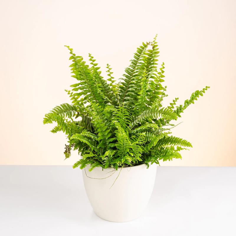 Jak pielęgnować paproć z lasu w domowych warunkach?